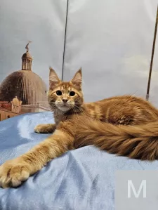 Котята из питомника Star Ark