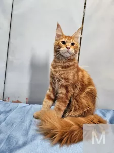 Котята из питомника Star Ark