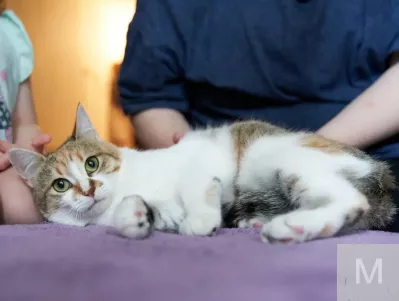 кошечка Алиса ищет дом